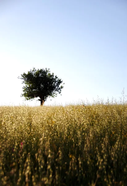 Tree in wheat field at sunset — Stock Photo, Image