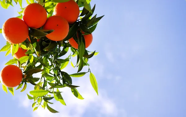 Апельсини висять дерево на фоні неба — стокове фото