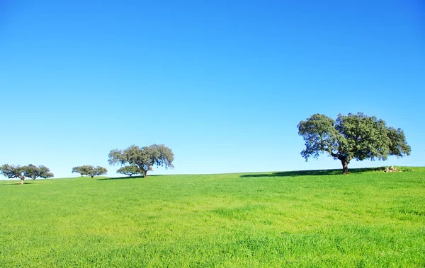 Oak trees in wheat field — Stock Photo, Image