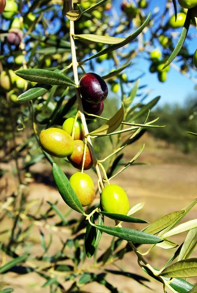 Aceitunas maduras en rama — Foto de Stock