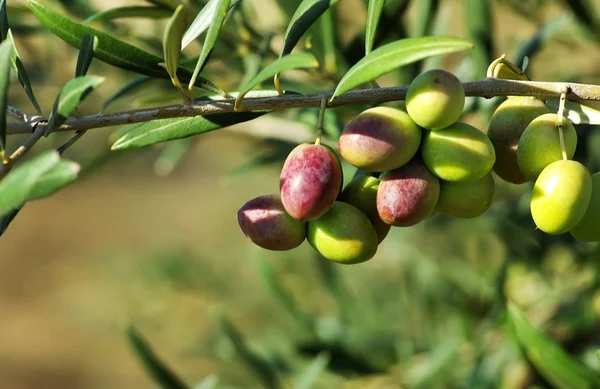 Aceitunas en rama — Foto de Stock