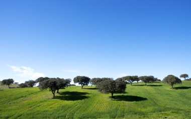 meşe ağaçları alanındaki alentejo, Portekiz
