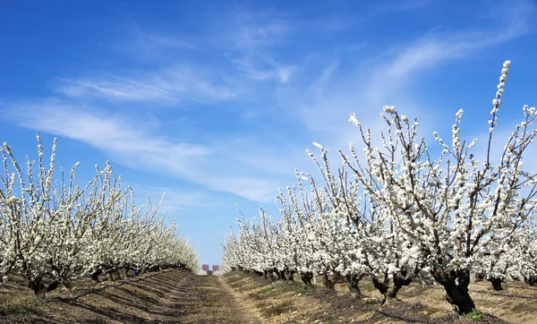 Blossom cherry orchard på fältet — Stockfoto