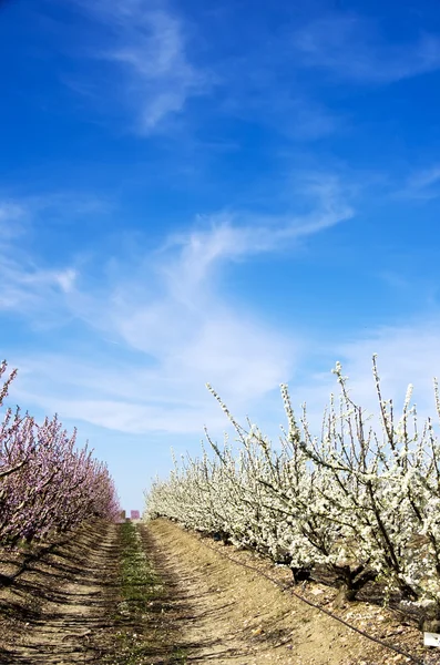 Árvores de fruto brancas e rosas em flor — Fotografia de Stock