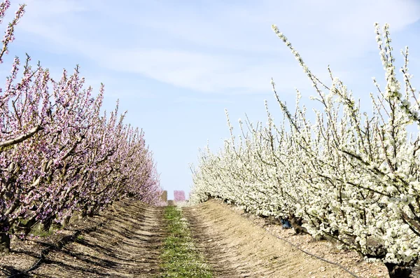 Árboles frutales blancos y rosas en flor — Foto de Stock