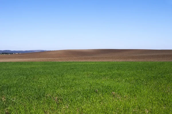 耕したと緑のフィールドの背景、アレンテージョ、ポルトガル — ストック写真