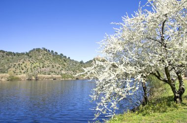 Manzara Tejo Nehri, Belver, Portekiz