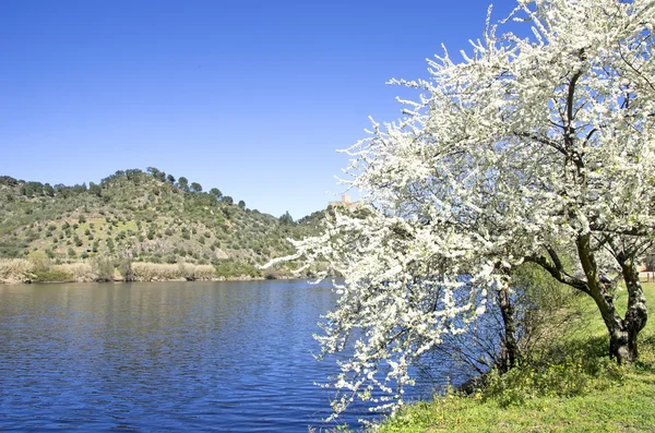 Manzara Tejo Nehri, Belver, Portekiz — Stok fotoğraf