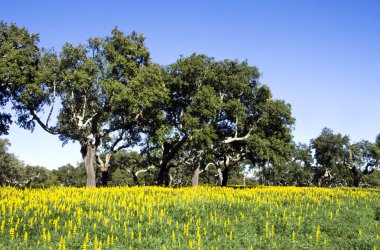 Portekiz 'deki Akdeniz Ormanı.