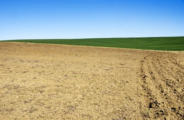 Fondo campo arato e verde, Portogallo — Foto Stock