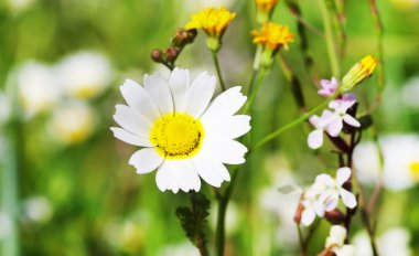 Margarita bahar alanında