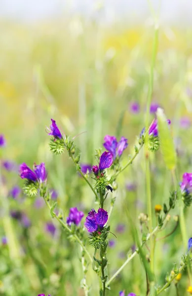 Wilde blauwe bloemen op veld — Stockfoto