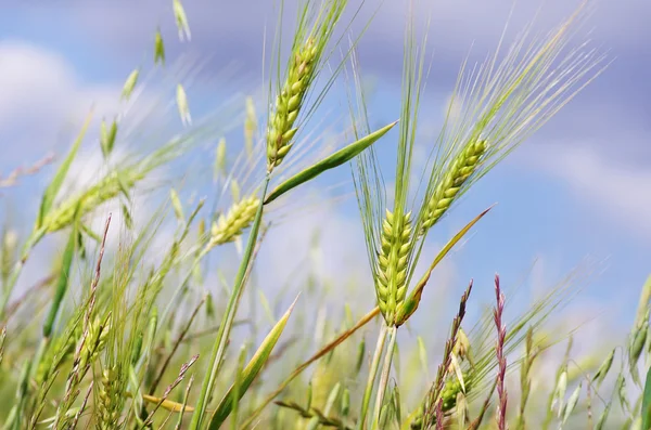 Närbild av gröna spikar vete — Stockfoto