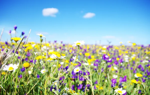 Wilde bloemen — Stockfoto