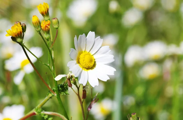 Margarita en el campo en primavera —  Fotos de Stock