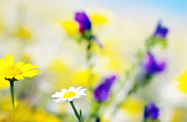 Flor de manzanilla en el fondo del campo —  Fotos de Stock