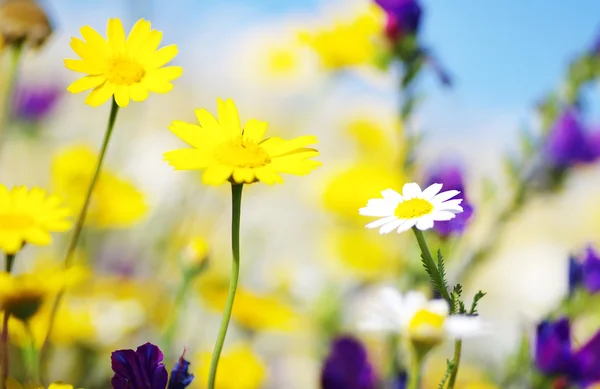 Fleur de camomille dans le fond du champ — Photo