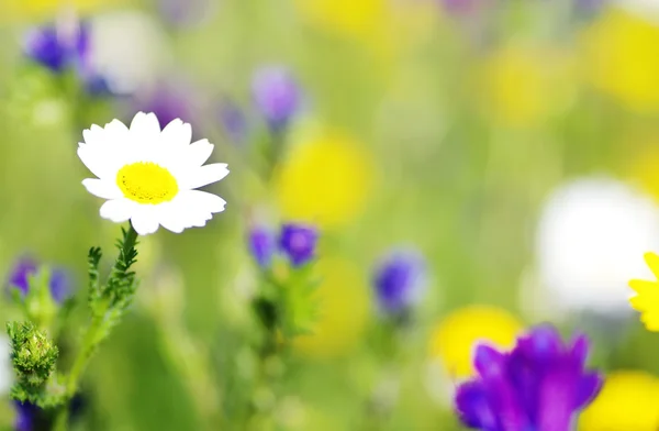 Fleur de camomille dans le fond du champ — Photo