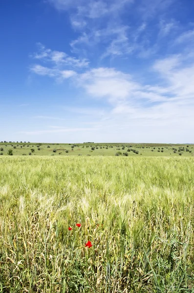Wheat field and countryside view — Stock Photo, Image