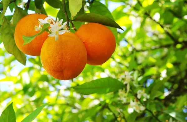 Reife Orangen und Blüte auf einem Baum aus nächster Nähe — Stockfoto