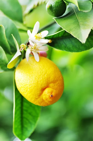 Reife Zitrone und Blume hängen am Baum. — Stockfoto