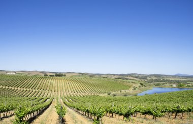 Vineyard at Alentejo region, Portugal. clipart