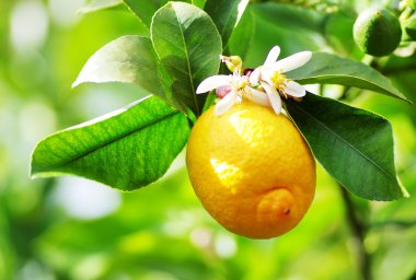 Olgun limon ve ağaç üzerinde asılı çiçek.