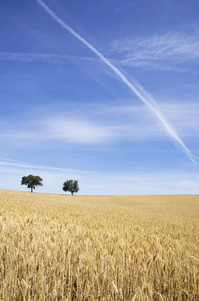 Campo di grano maturo, Alentejo, Portogallo — Foto Stock