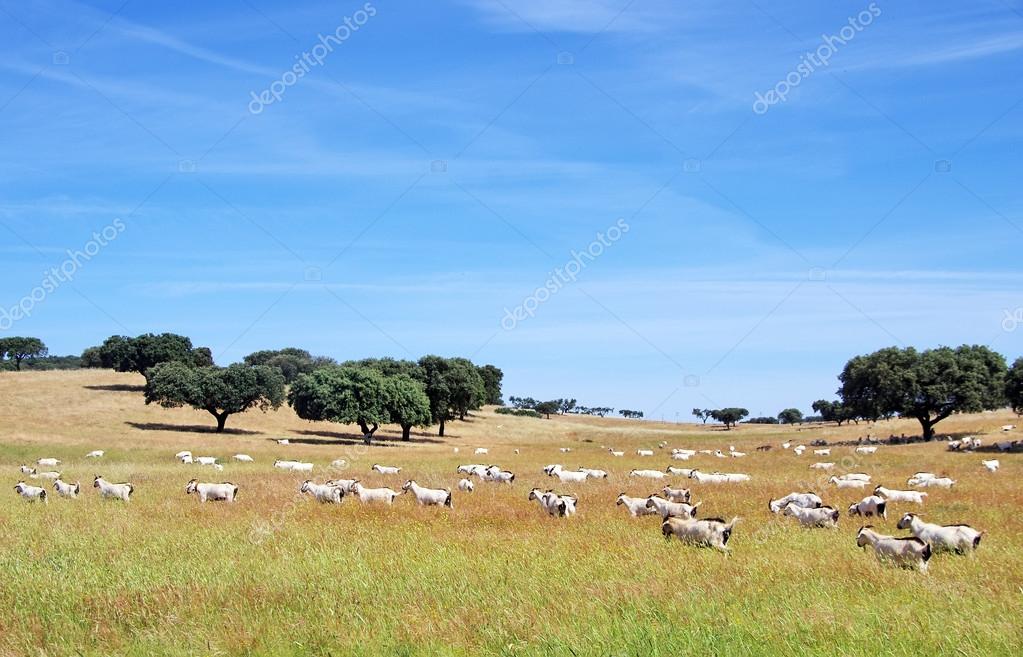 Cabras pastando no campo em Portugal — Fotografias de Stock © inaquim