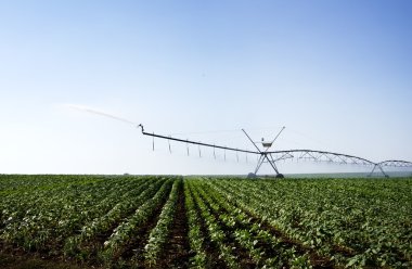  irrigation of young green sunflower plants