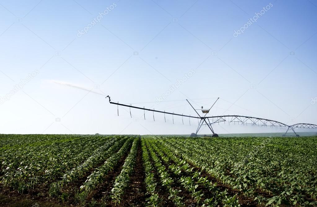  irrigation of young green sunflower plants