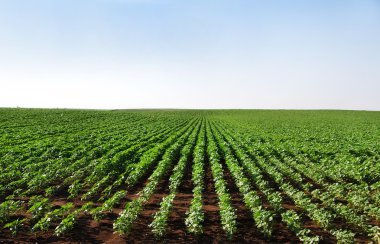 sunflower field, young culture