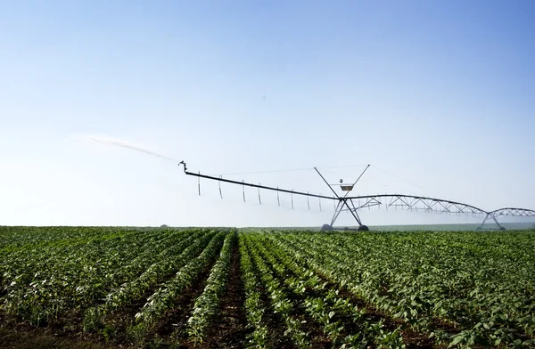 Irrigation of young green sunflower plants — Stok fotoğraf