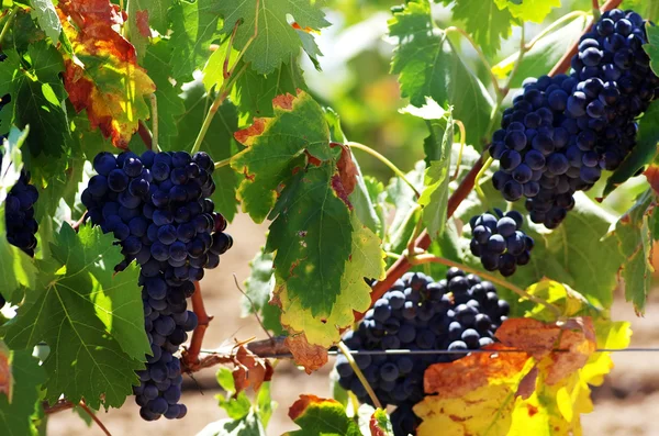 Trauben mit grünen Blättern an der Rebe. frisches Obst — Stockfoto