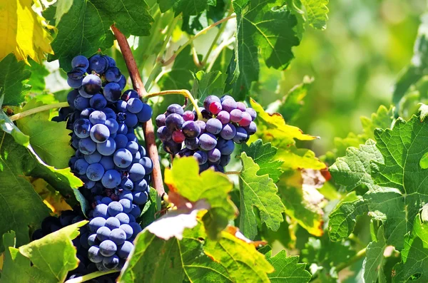 Uvas en el viñedo — Foto de Stock