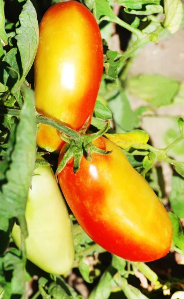 Dois tomates crescendo na planta — Fotografia de Stock