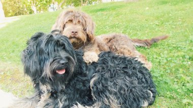 Portuguese sheepdogs