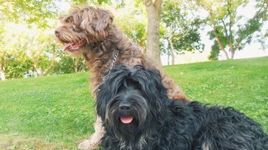 Portuguese sheepdogs
