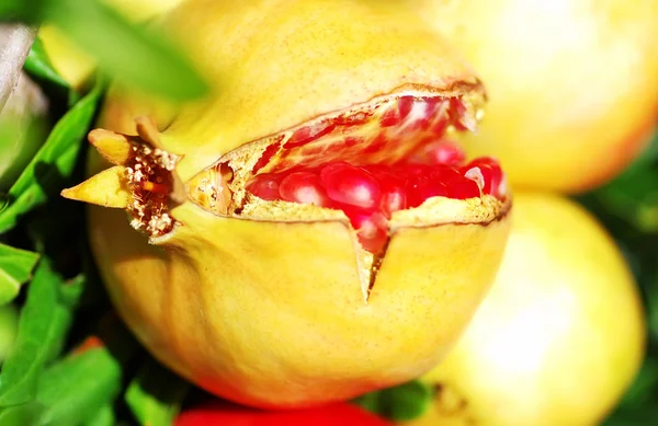 Ripe pomegranate on branch of tree — Stock Photo, Image