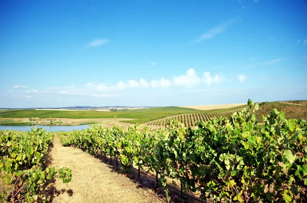 Виноградник в на південь від Португалії. — стокове фото