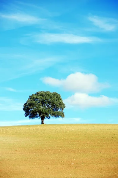 Einsamer Baum auf gepflügtem Feld. — Stockfoto