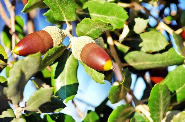 Acorn tree mediterranean at Portugal — Stock Photo, Image