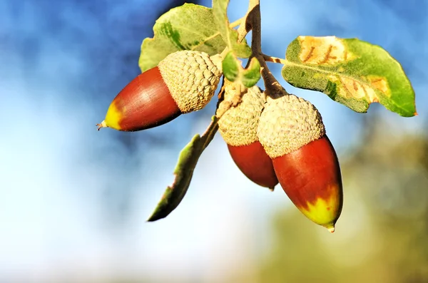 Acorns on branch of oak tree — Stock Photo, Image