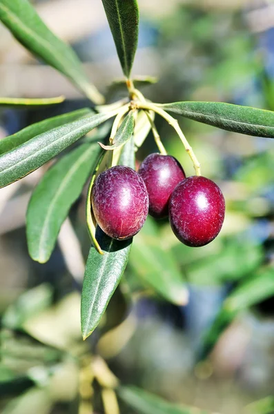 Olives  on branch — Stock Photo, Image