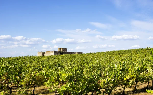 포르투갈, Alentejo 지역 남쪽에서 포도 원 — 스톡 사진