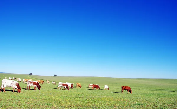 Cows grazing on field — Stock Photo, Image