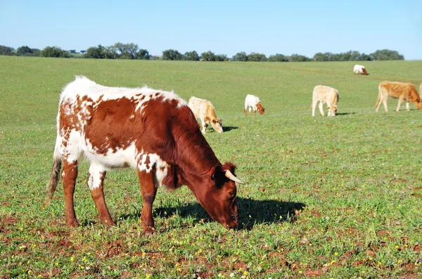 Vaches broutant sur le champ — Photo