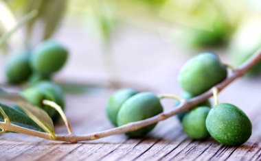 Taze yeşil zeytin dalı