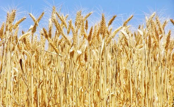 Üzerinde mavi bir gökyüzü olgun buğday — Stok fotoğraf