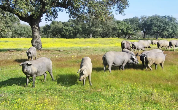 Varkens die grazen in een veld ten zuiden van Portugal — Stockfoto